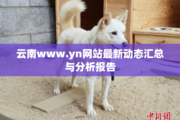 云南www.yn网站最新动态汇总与分析报告