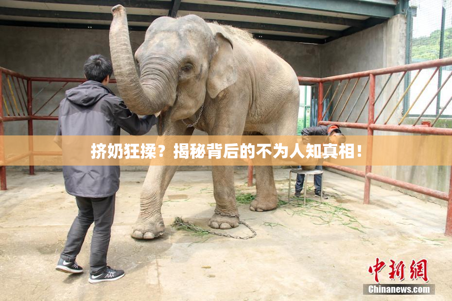 挤奶狂揉？揭秘背后的不为人知真相！