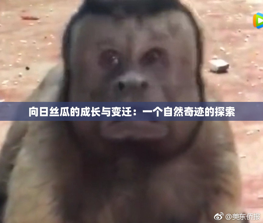 向日丝瓜的成长与变迁：一个自然奇迹的探索