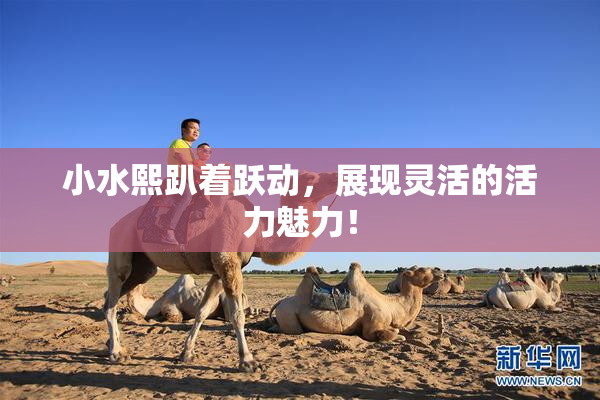 小水熙趴着跃动，展现灵活的活力魅力！