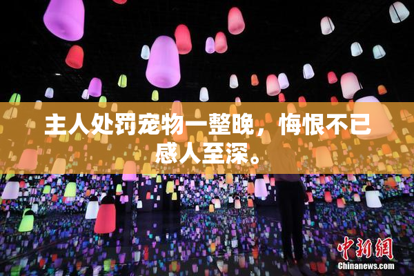 主人处罚宠物一整晚，悔恨不已感人至深。