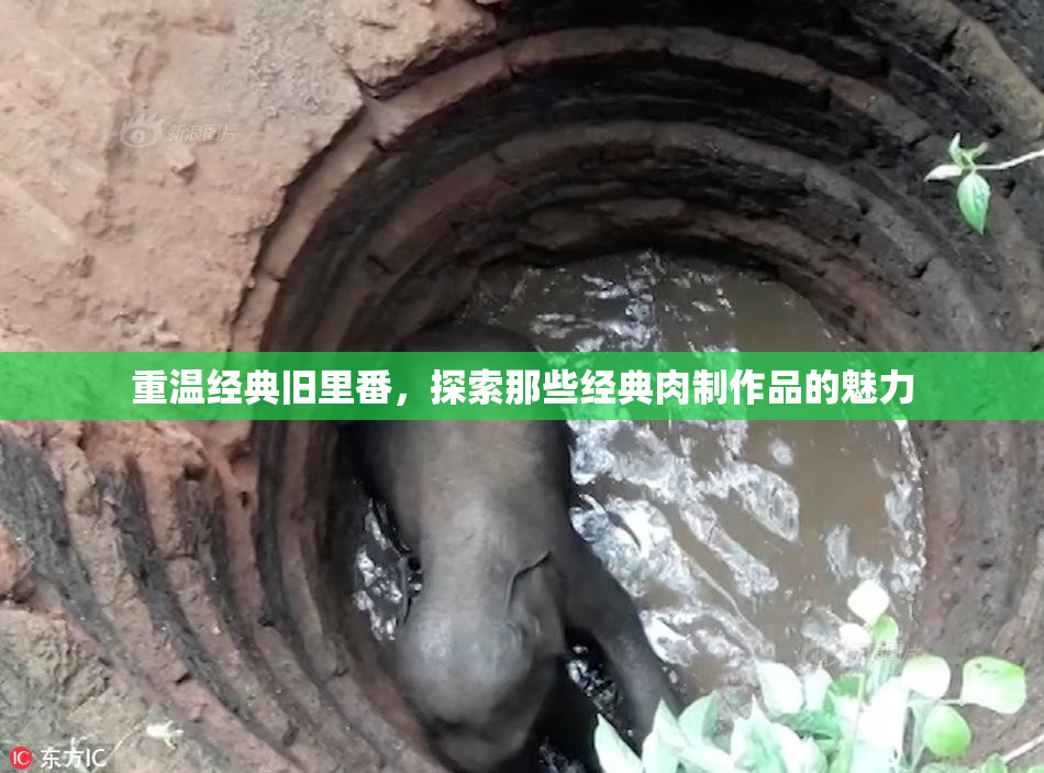 重温经典旧里番，探索那些经典肉制作品的魅力