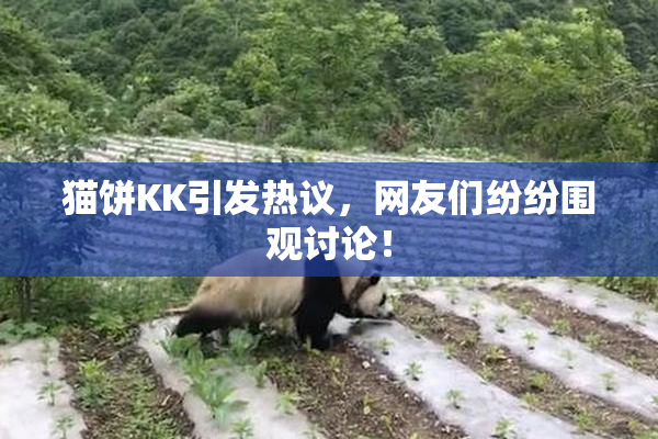 猫饼KK引发热议，网友们纷纷围观讨论！