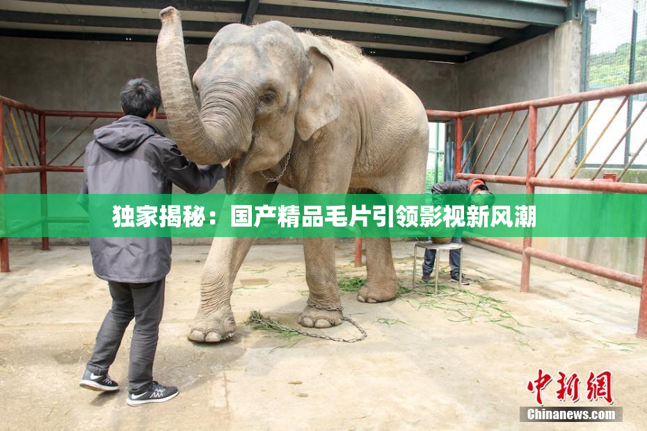 独家揭秘：国产精品毛片引领影视新风潮