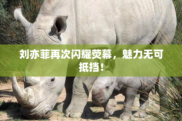 刘亦菲再次闪耀荧幕，魅力无可抵挡！