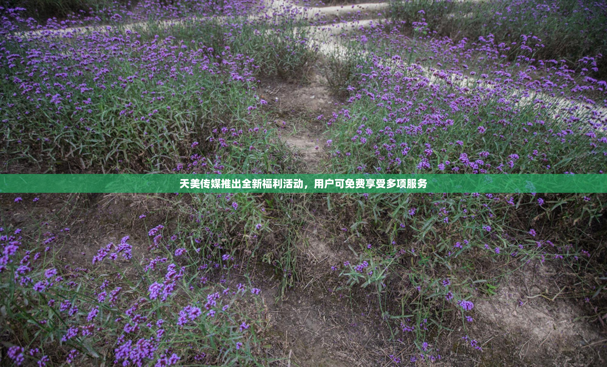 天美传媒推出全新福利活动，用户可免费享受多项服务