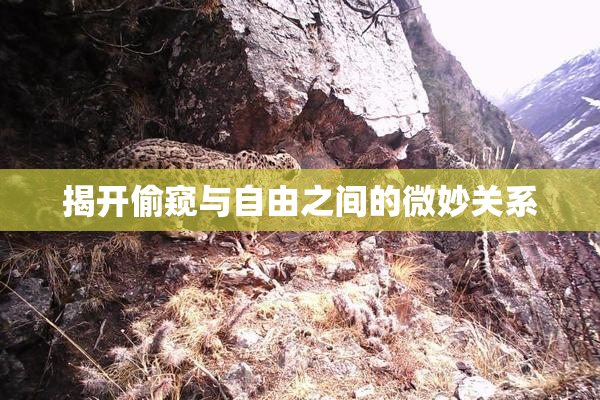 揭开偷窥与自由之间的微妙关系