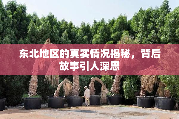 东北地区的真实情况揭秘，背后故事引人深思