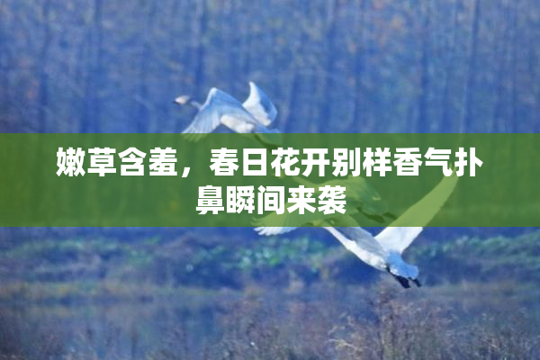 嫩草含羞，春日花开别样香气扑鼻瞬间来袭