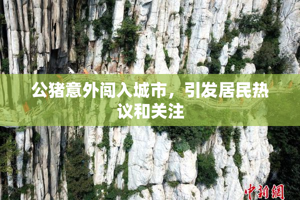 公猪意外闯入城市，引发居民热议和关注