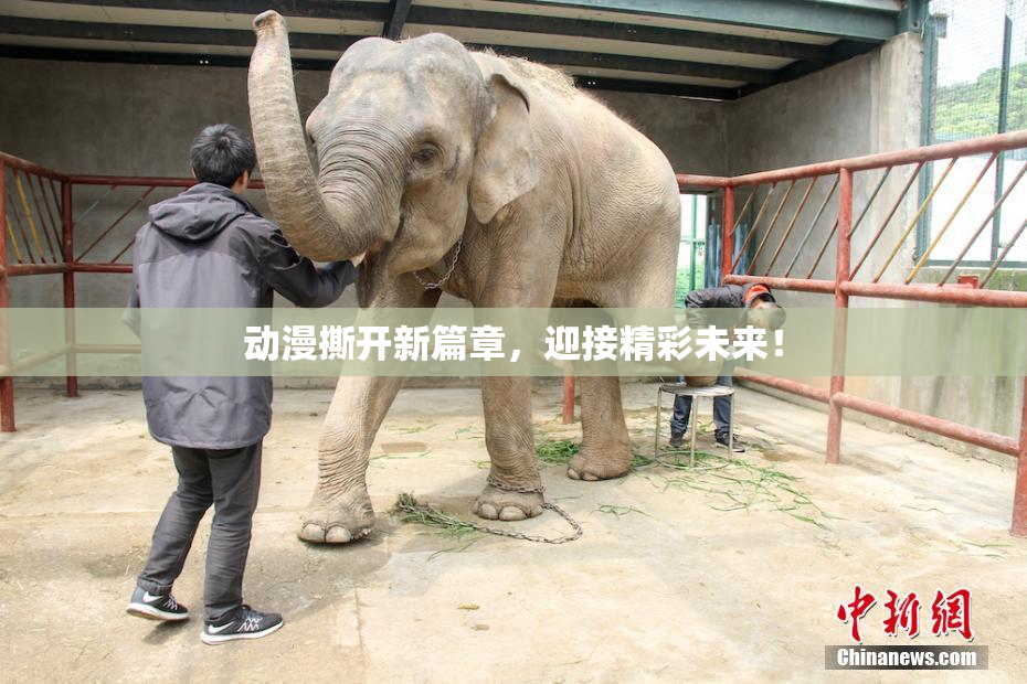 动漫撕开新篇章，迎接精彩未来！