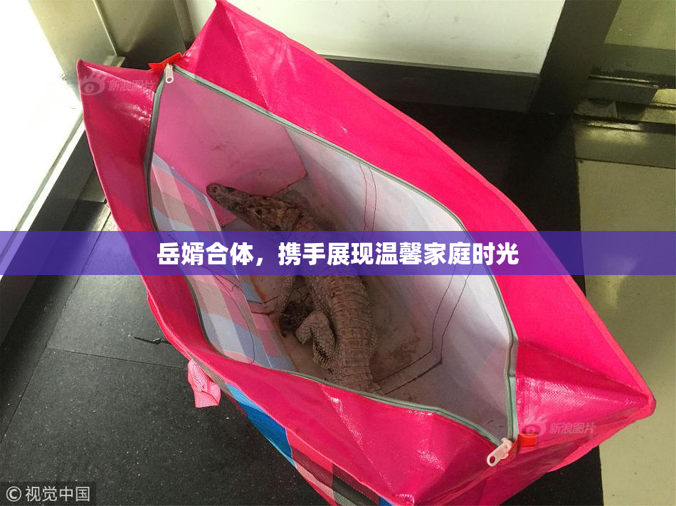岳婿合体，携手展现温馨家庭时光