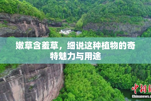 嫩草含羞草，细说这种植物的奇特魅力与用途