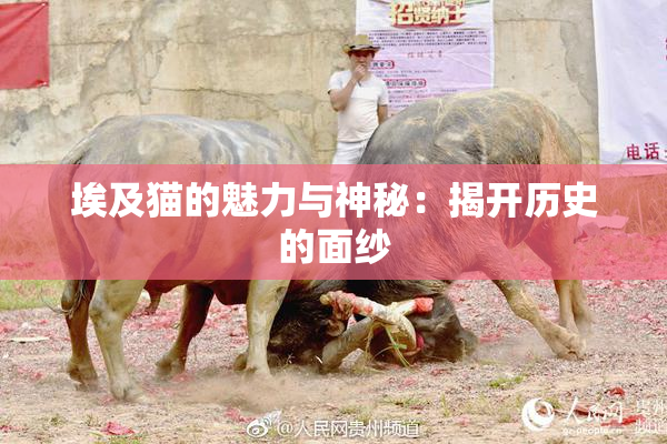 埃及猫的魅力与神秘：揭开历史的面纱
