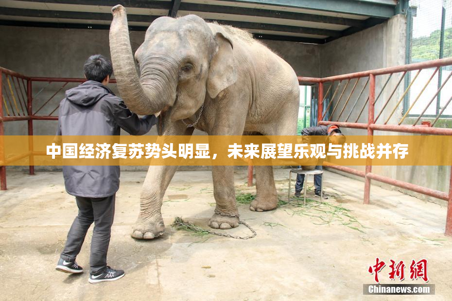 中国经济复苏势头明显，未来展望乐观与挑战并存