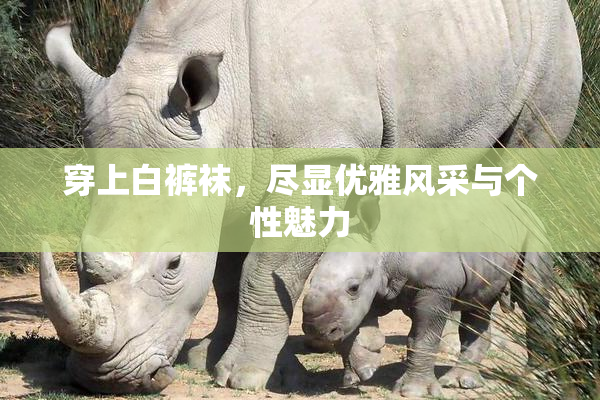 穿上白裤袜，尽显优雅风采与个性魅力