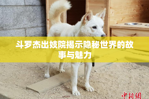 斗罗杰出妓院揭示隐秘世界的故事与魅力