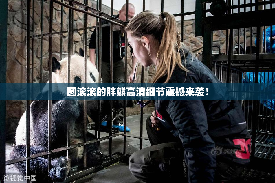 圆滚滚的胖熊高清细节震撼来袭！