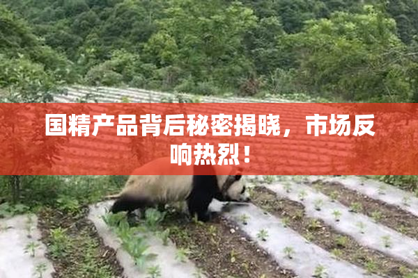 国精产品背后秘密揭晓，市场反响热烈！