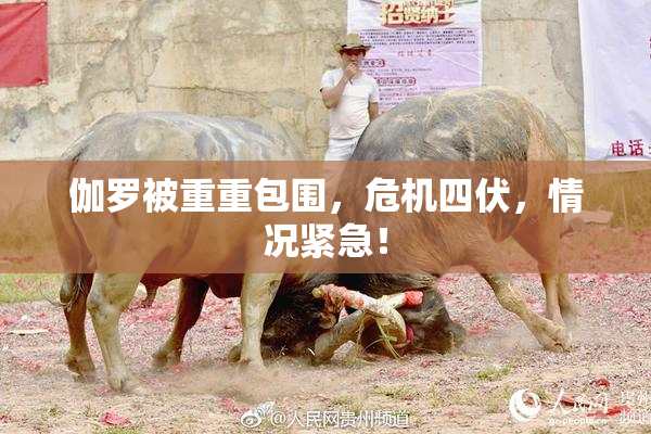伽罗被重重包围，危机四伏，情况紧急！