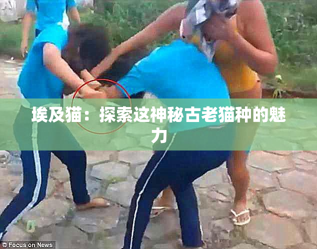 埃及猫：探索这神秘古老猫种的魅力