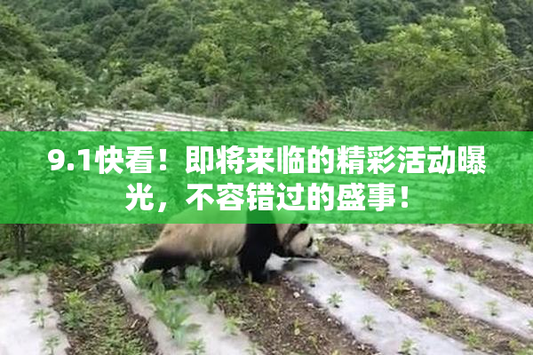 9.1快看！即将来临的精彩活动曝光，不容错过的盛事！