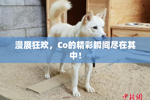 漫展狂欢，Co的精彩瞬间尽在其中！