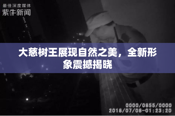 大慈树王展现自然之美，全新形象震撼揭晓