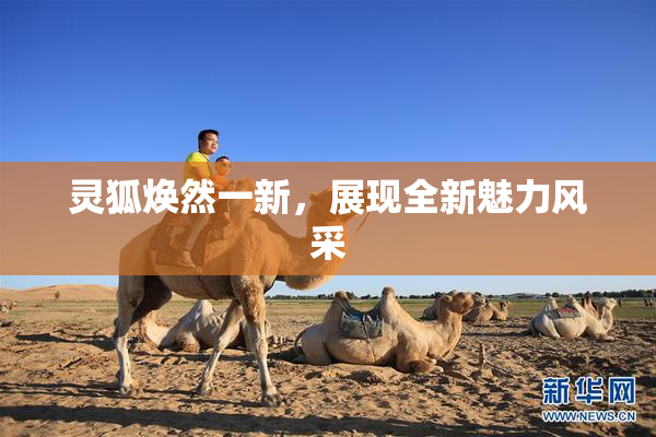 灵狐焕然一新，展现全新魅力风采