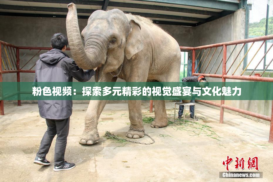 粉色视频：探索多元精彩的视觉盛宴与文化魅力