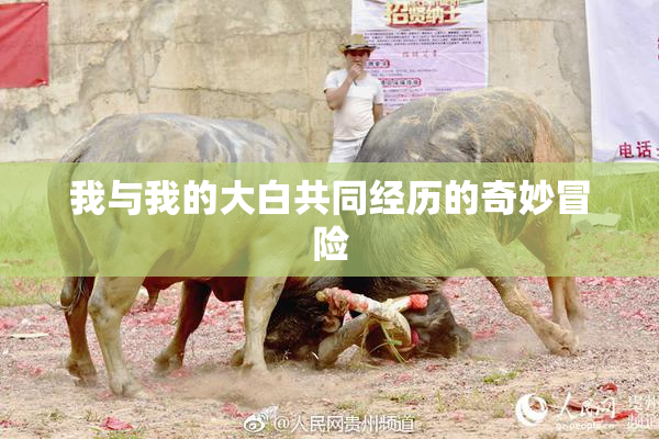我与我的大白共同经历的奇妙冒险