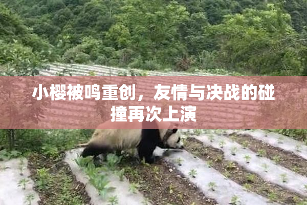 小樱被鸣重创，友情与决战的碰撞再次上演