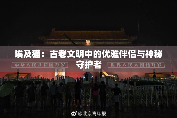 埃及猫：古老文明中的优雅伴侣与神秘守护者