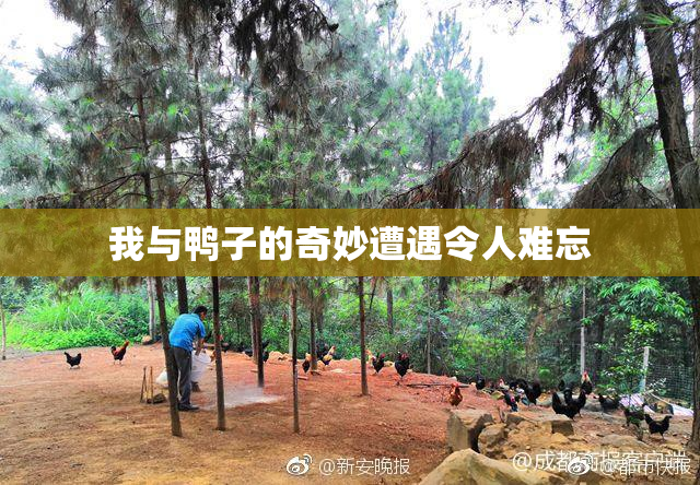 我与鸭子的奇妙遭遇令人难忘