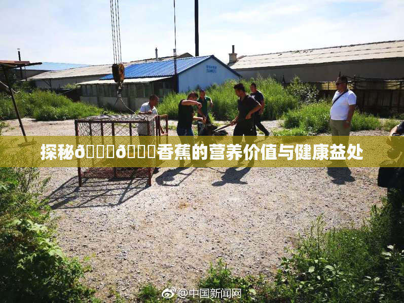 探秘🔞🔞香蕉的营养价值与健康益处