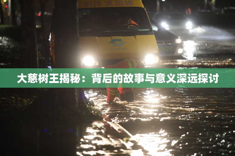 大慈树王揭秘：背后的故事与意义深远探讨