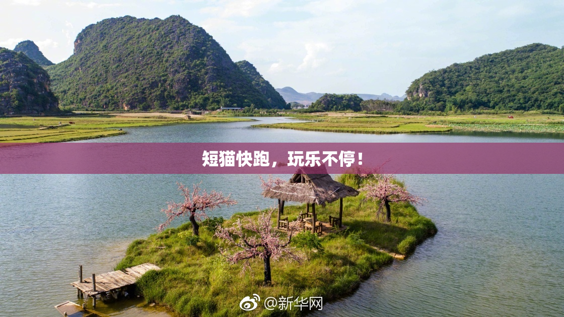 短猫快跑，玩乐不停！