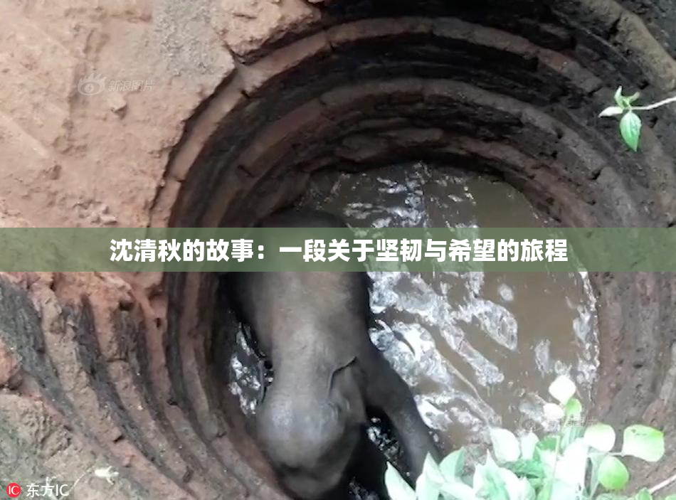 沈清秋的故事：一段关于坚韧与希望的旅程