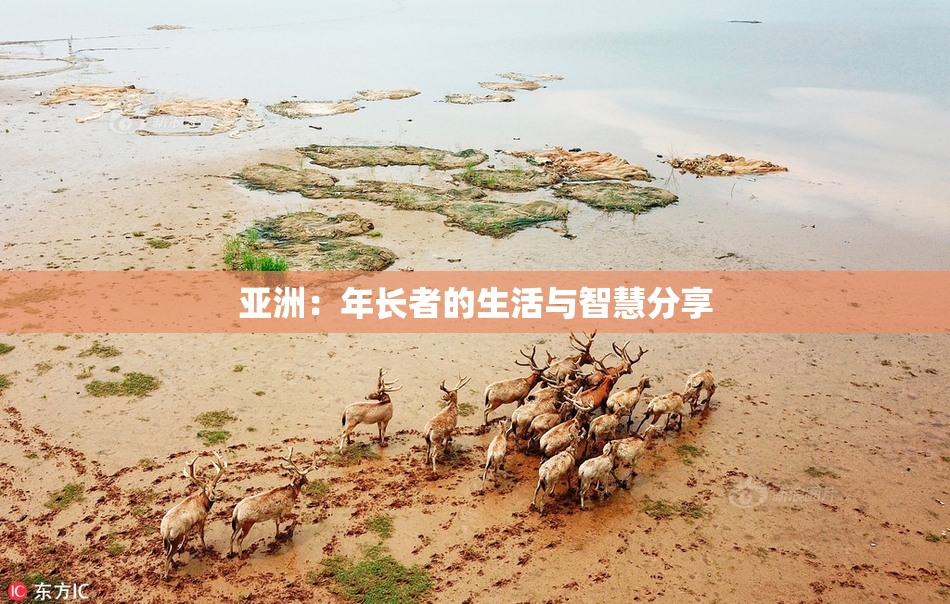 亚洲：年长者的生活与智慧分享