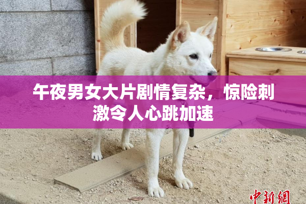 午夜男女大片剧情复杂，惊险刺激令人心跳加速