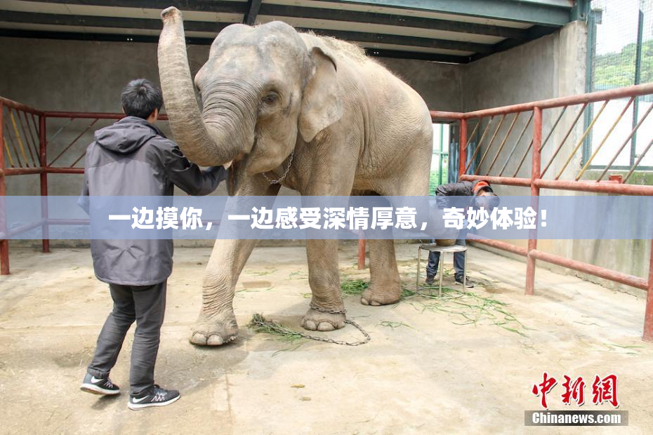 一边摸你，一边感受深情厚意，奇妙体验！