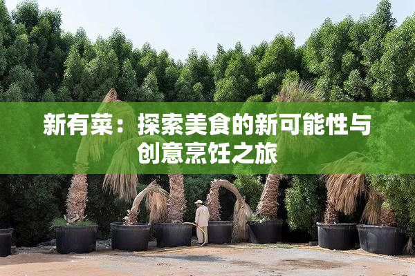 新有菜：探索美食的新可能性与创意烹饪之旅