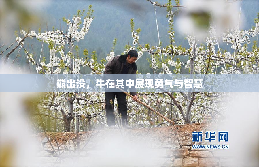 熊出没，牛在其中展现勇气与智慧