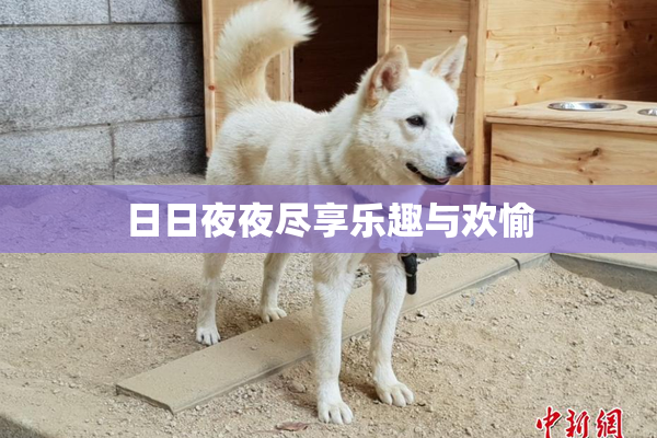 日日夜夜尽享乐趣与欢愉