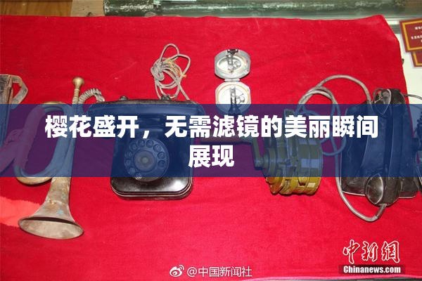 樱花盛开，无需滤镜的美丽瞬间展现