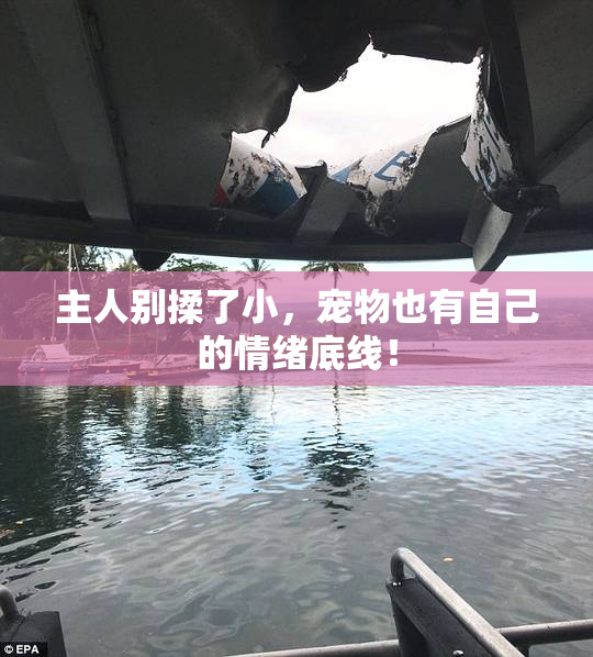 主人别揉了小，宠物也有自己的情绪底线！