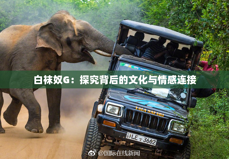 白袜奴G：探究背后的文化与情感连接