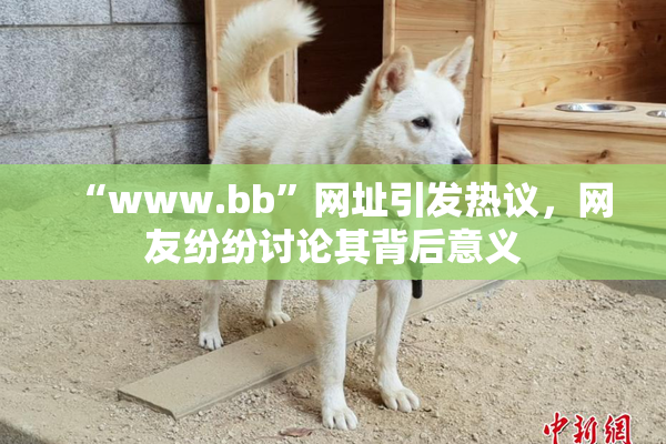 “www.bb”网址引发热议，网友纷纷讨论其背后意义