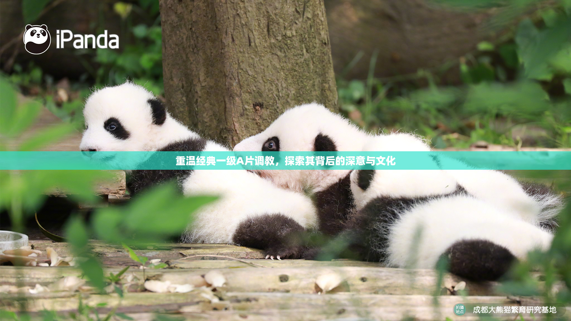 重温经典一级A片调教，探索其背后的深意与文化