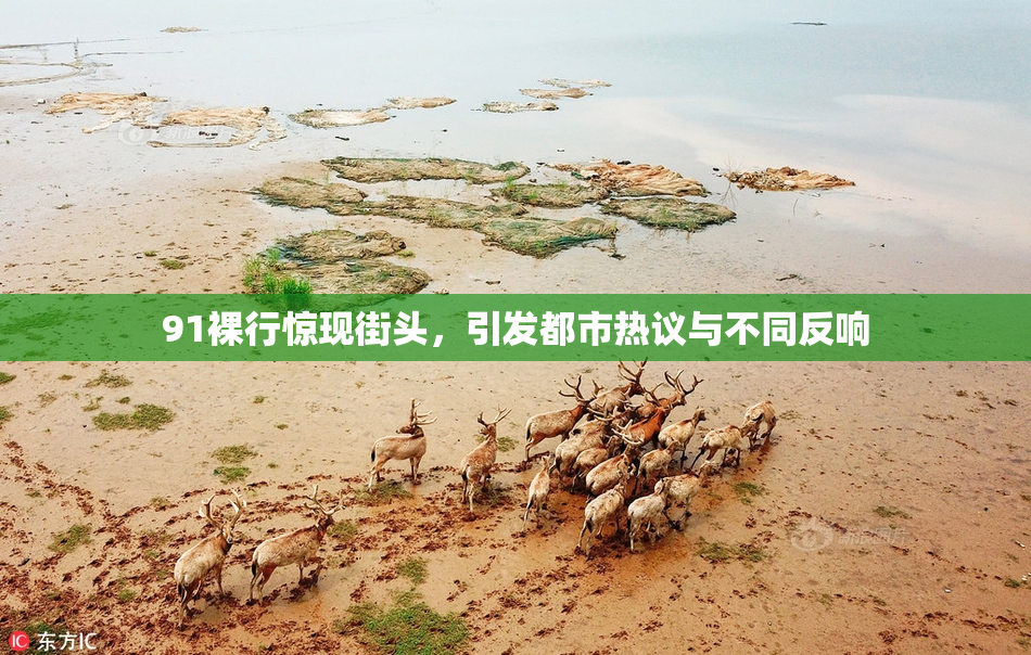 91裸行惊现街头，引发都市热议与不同反响